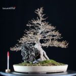 Acer Buergerianum su roccia - Kaede