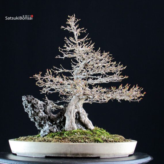 Acer Buergerianum su roccia - Kaede - immagine 2