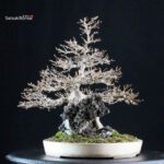 Acer Buergerianum su roccia - Kaede - immagine 3