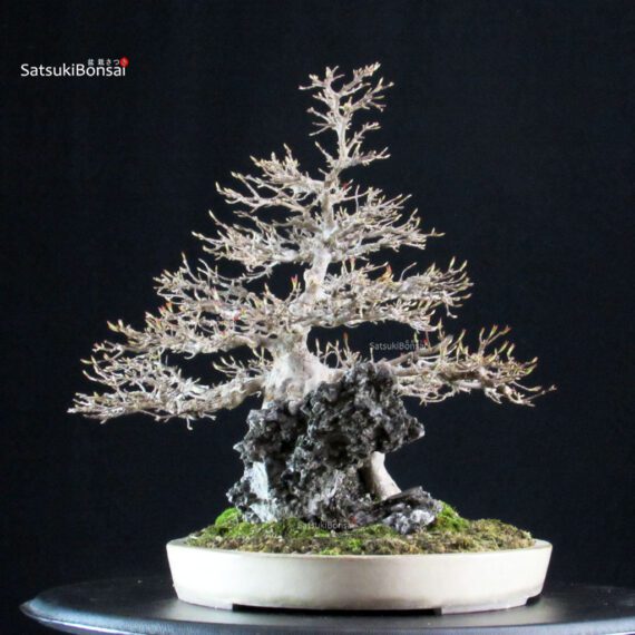Acer Buergerianum su roccia - Kaede - immagine 3