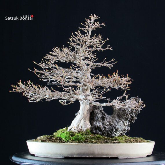 Acer Buergerianum su roccia - Kaede - immagine 4