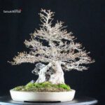 Acer Buergerianum su roccia - Kaede - immagine 5