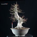 Acero palmato Yamamomiji