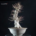 Acero palmato Yamamomiji - immagine 2