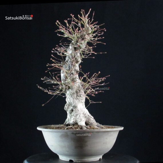 Acero palmato Yamamomiji - immagine 2