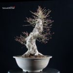 Acero palmato Yamamomiji - immagine 3