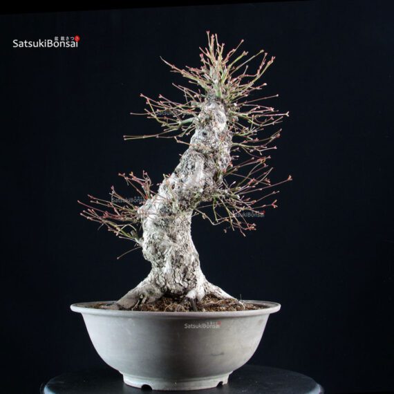 Acero palmato Yamamomiji - immagine 3