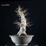 Acero palmato Yamamomiji - immagine 4