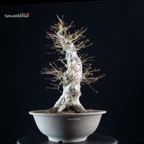 Acero palmato Yamamomiji - immagine 4