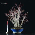 Acero palmato Yamamomiji bosco