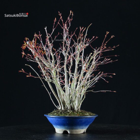 Acero palmato Yamamomiji bosco - immagine 2