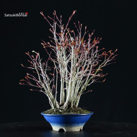 Acero palmato Yamamomiji bosco - immagine 3