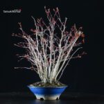 Acero palmato Yamamomiji bosco - immagine 4