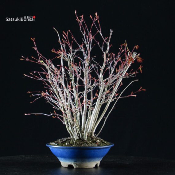 Acero palmato Yamamomiji bosco - immagine 4