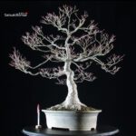 Acero palmato Yamamomiji