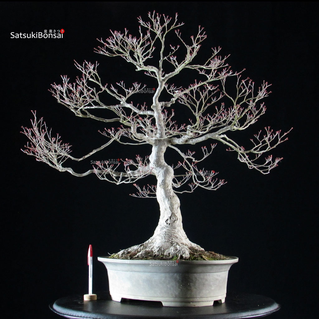 6140_1-Acer-palmatum-yamamomiji Acero palmato Yamamomiji - immagine 1