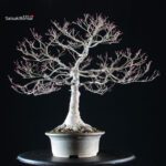 Acero palmato Yamamomiji - immagine 2