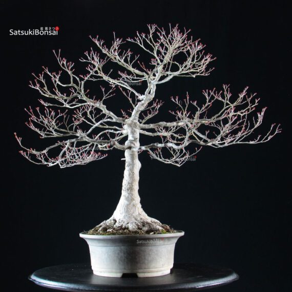 Acero palmato Yamamomiji - immagine 2