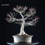 Acero palmato Yamamomiji - immagine 3