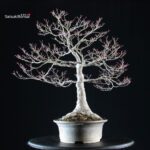 Acero palmato Yamamomiji - immagine 4