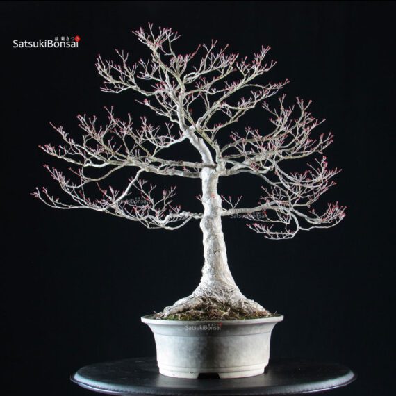 Acero palmato Yamamomiji - immagine 4