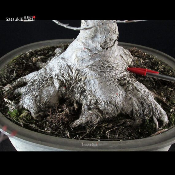 Acero palmato Yamamomiji - immagine 5