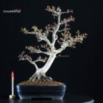 Acero Palmato Shishigashira