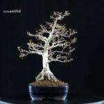 Acero Palmato Shishigashira - immagine 2