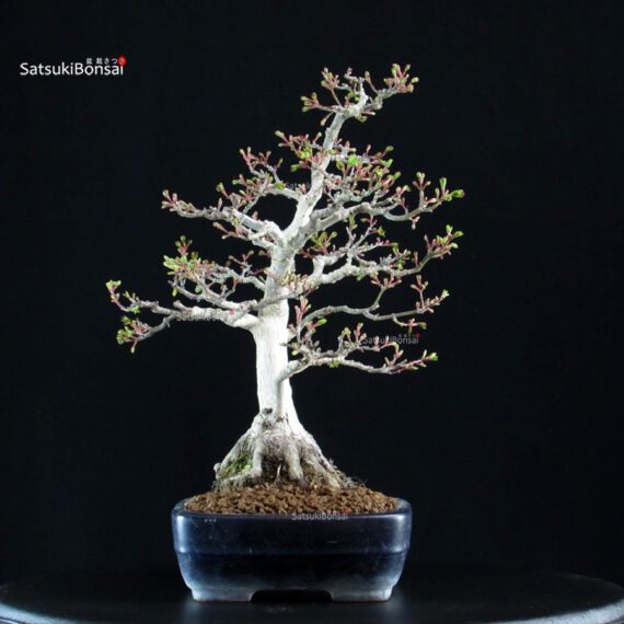 Acero Palmato Shishigashira - immagine 2