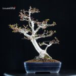 Acero Palmato Shishigashira - immagine 3