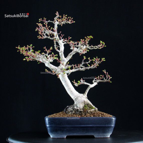 Acero Palmato Shishigashira - immagine 3