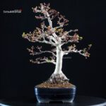 Acero Palmato Shishigashira - immagine 4