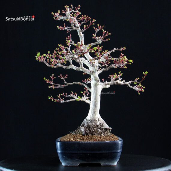 Acero Palmato Shishigashira - immagine 4