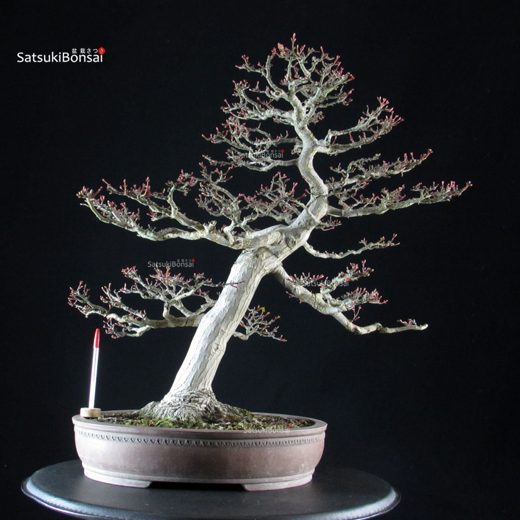 6162_1-Acer-palmatum-shishigashira Acero Palmato Shishigashira - immagine 1