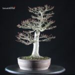 Acero Palmato Shishigashira - immagine 2