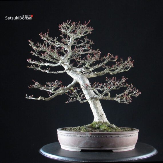 Acero Palmato Shishigashira - immagine 3