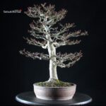 Acero Palmato Shishigashira - immagine 4