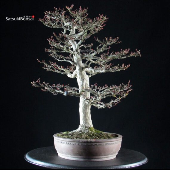 Acero Palmato Shishigashira - immagine 4