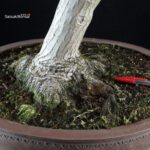 Acero Palmato Shishigashira - immagine 5