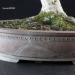 Acero Palmato Shishigashira - immagine 6