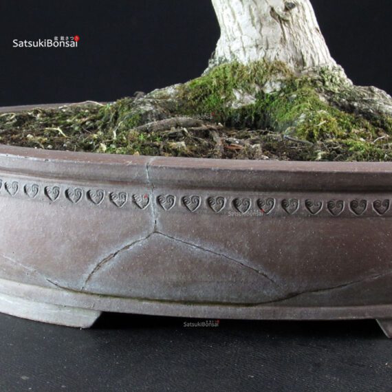 Acero Palmato Shishigashira - immagine 6