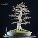 Acer Buergerianum - Kaede