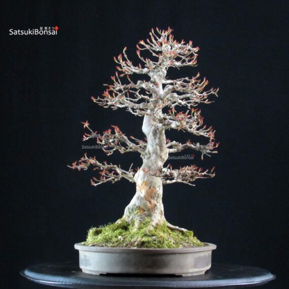 Acer Buergerianum - Kaede - immagine 2
