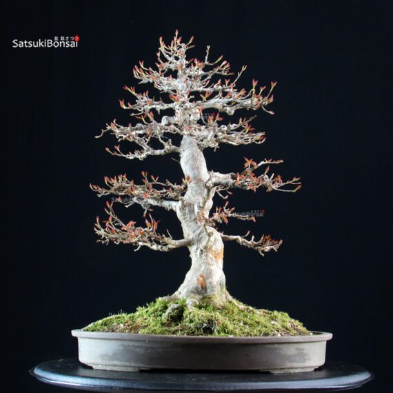 Acer Buergerianum - Kaede - immagine 4
