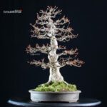 Acer Buergerianum - Kaede - immagine 3