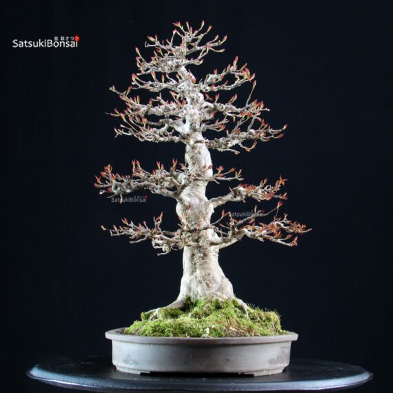 Acer Buergerianum - Kaede - immagine 3