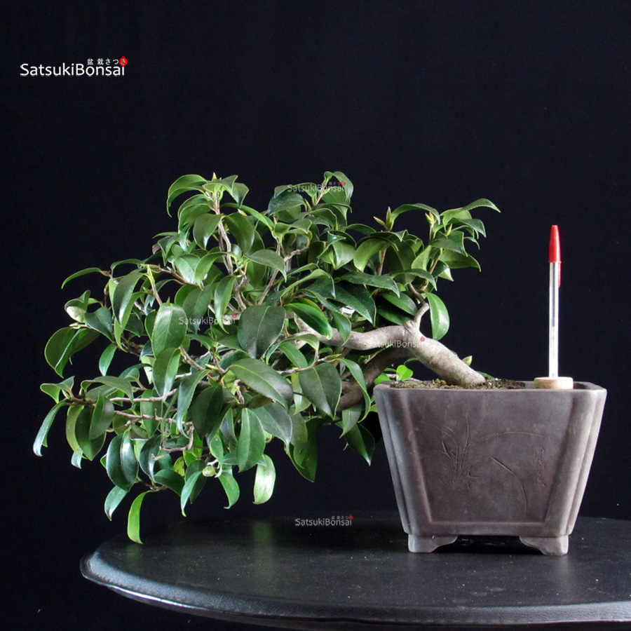 6164_1-Camellia Japonica Camellia Japonica - immagine 1