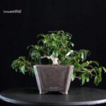 Camellia Japonica - immagine 2