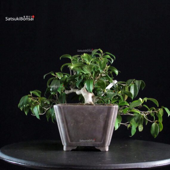 Camellia Japonica - immagine 2