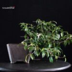 Camellia Japonica - immagine 3